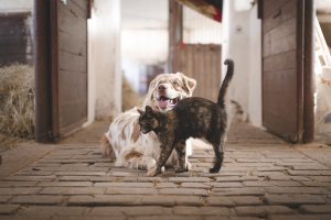 El Colegio de Veterinarios de León recuerda la importancia de cumplir con calendarios de vacunación, desparasitaciones y revisiones de las mascotas 